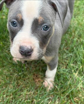 Rescue Pit Bull Terrier and American Staffordshire Terrier Dogs for Adoption in Belleville, Michigan - Coraline | PetCurious