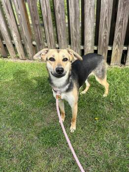 Callie -  Shepherd Dog Available for Adoption in New Bern, North Carolina - Callie | PetCurious