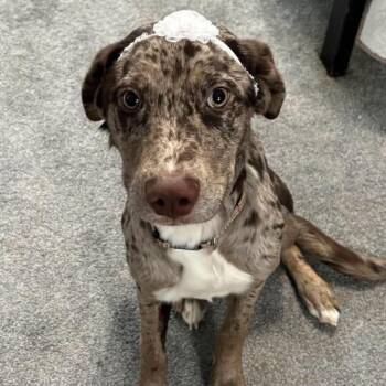 Rosey - COURTESY LISTING -  Australian Shepherd and Yellow Labrador Retriever Dog for Adoption in Newport, Washington - Rosey - COURTESY LISTING | PetCurious