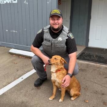 Dolly -  Mixed Breed Dog for Adoption in Redwood Valley, California - Dolly | PetCurious