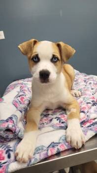 Beamer -  Husky Dog for Adoption in Orland Hills, Illinois - Beamer | PetCurious