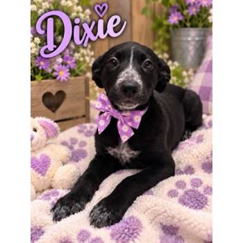 Dixie -  Australian Cattle Dog Blue Heeler and Border Collie Dog for Adoption in Boulder, Colorado - Dixie | PetCurious