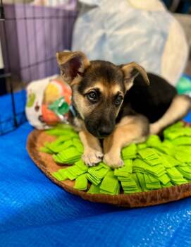 Rescue German Shepherd Dog and Mixed Breed Dogs for Adoption in Los Angeles, California - Captain Hook | PetCurious