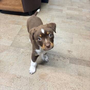 Taz -  Rottweiler and Mixed Breed Dog for Adoption in Clavet, Saskatchewan - Taz | PetCurious
