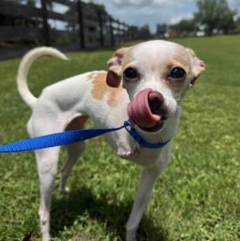 Khalessi -  Chihuahua and Mixed Breed Dog for Adoption in Largo, Florida - Khalessi | PetCurious