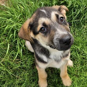 Shepherd Dogs Available for Adoption in Pelham, New Hampshire - Chance | PetCurious
