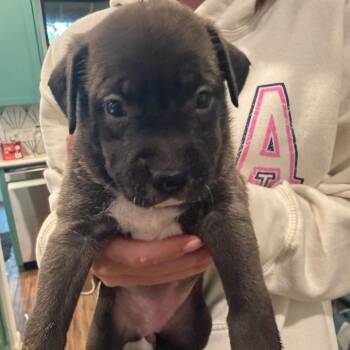 Gladys -  German Shepherd Dog and Cattle Dog Dog for Adoption in Austin, Texas - Gladys | PetCurious