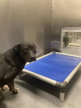 Rescue Mixed Breed Dogs for Adoption in Dallas, Texas - LUCAS | PetCurious