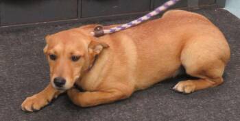Britt -  Labrador Retriever Dog for Adoption in Lexington, Virginia - Britt | PetCurious