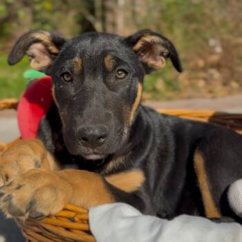 Australian Cattle Dog Blue Heeler and Boxer Dogs Available for Adoption - Pisces | PetCurious