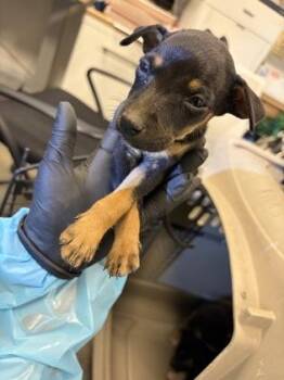 Briar -  Mixed Breed Dog for Adoption in Fresno, California - Briar | PetCurious