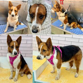 Collie Dogs Available for Adoption - Halo 13890 | PetCurious