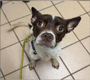 Rat Terrier and Mixed Breed Dogs Available for Adoption in Daytona Beach, Florida - Rory - 2 | PetCurious