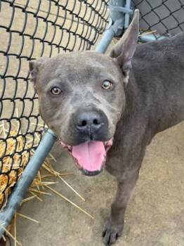 Pit Bull Terrier Dogs Available for Adoption in Chicago, Illinois - Signal | PetCurious