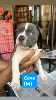 American Staffordshire Terrier Dogs Available for Adoption in San Diego, California - Ocean