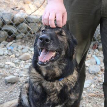 Pepe & Fifi -  German Shepherd Dog Dog for Adoption in Weaverville, California - Pepe & Fifi | PetCurious