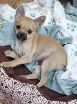 Rescue Chihuahua Dogs for Adoption in Sanford, Florida - Paco | PetCurious