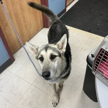 Lord Anthony -  Shepherd and Mixed Breed Dog for Adoption in Saint Joseph, Missouri - Lord Anthony | PetCurious