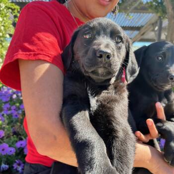 Labrador Retriever and Mixed Breed Dogs Available for Adoption - Melody | PetCurious