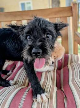 Terrier Dogs Available for Adoption in Ridgecrest, California - 26-21B | PetCurious