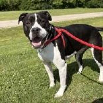 Brandon -  Boxer Dog for Adoption in Hilliard, Ohio - Brandon | PetCurious