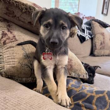 Crimson -  Catahoula Leopard Dog and Shepherd Dog for Adoption in Boerne, Texas - Crimson | PetCurious
