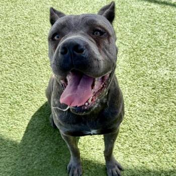 Rescue Cane Corso Dogs for Adoption in Long Beach, California - Nala | PetCurious