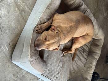 Rescue Pit Bull Terrier Dogs for Adoption in Cool, California - Munchkin | PetCurious