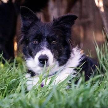 Lizzy -  Border Collie Dog for Adoption in Glenrock, Wyoming - Lizzy | PetCurious