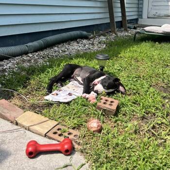Ozzy -  Pit Bull Terrier Dog for Adoption in Saratoga Springs, New York - Ozzy | PetCurious