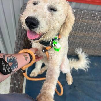 Shia -  Standard Poodle and Labrador Retriever Dog for Adoption in Plainfield, Illinois - Shia | PetCurious