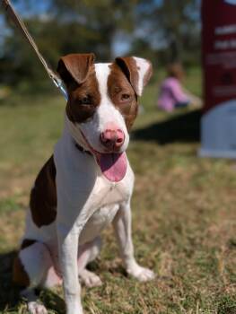 Rescue Pit Bull Terrier Dogs for Adoption in Spring Hill, Tennessee - Maxine | PetCurious