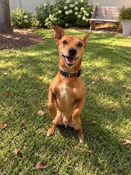 Moose -  Dachshund and Mixed Breed Dog for Adoption in Savannah, Georgia - Moose | PetCurious