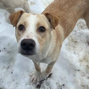 Cattle Dog Dogs Available for Adoption - Devon | PetCurious