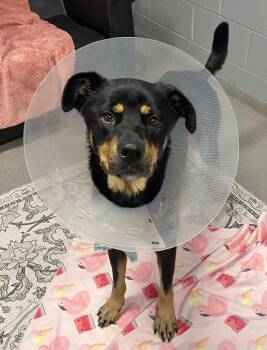 Nova -  Mixed Breed Dog for Adoption in Alexandria, Virginia - Nova | PetCurious