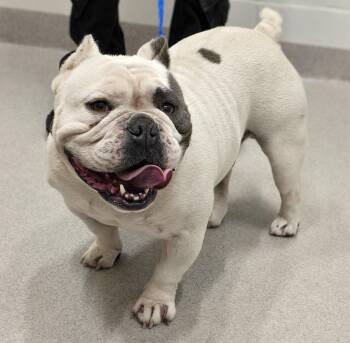 26-412 -  American Bully Dog for Adoption in Lindenhurst, New York - 26-412 | PetCurious
