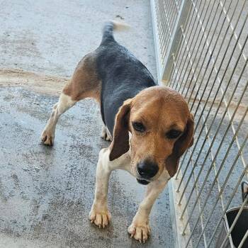 Rava -  Beagle Dog for Adoption in Mount Vernon, Arkansas - Rava | PetCurious
