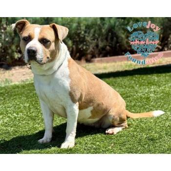 Rescue Pit Bull Terrier Dogs for Adoption in Inglewood, California - Mookie | PetCurious