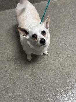 PRINCE ERIC -  Chihuahua Dog for Adoption in Las Vegas, Nevada - PRINCE ERIC | PetCurious