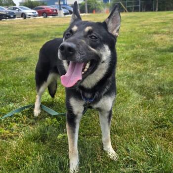 Sadie -  Shepherd and Mixed Breed Dog for Adoption in Champaign, Illinois - Sadie | PetCurious