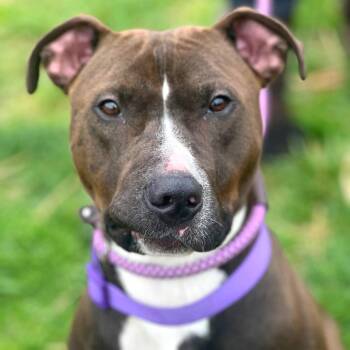 Beavis -  Mixed Breed Dog for Adoption in Huntington, West Virginia - Beavis | PetCurious
