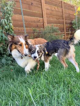 Ms Kitty -  Mixed Breed and Australian Shepherd Dog for Adoption in Waunakee, Wisconsin - Ms Kitty | PetCurious
