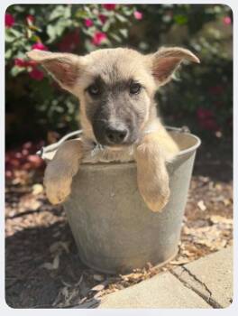 German Shepherd Dog Dogs Available for Adoption in Palo Alto, California - Willie | PetCurious