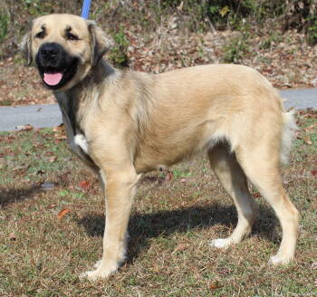 Rescue Shepherd and Retriever Dogs for Adoption in Prattville, Alabama - Cookie 42843 | PetCurious