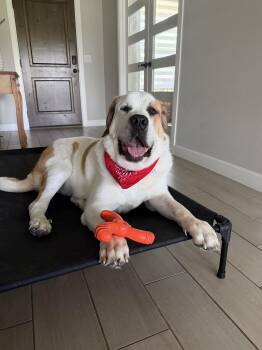 Chunk -  Saint Bernard and Great Pyrenees Dog for Adoption in Chatham, New Jersey - Chunk | PetCurious