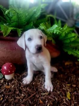 Yeti -  Mixed Breed Dog for Adoption in Mesa, Arizona - Yeti | PetCurious