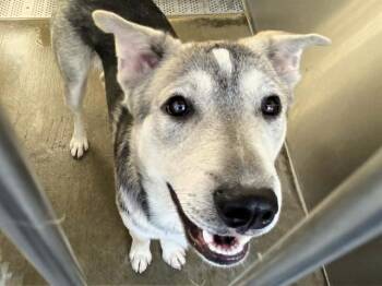 Siberian Husky and Mixed Breed Dogs Available for Adoption in Tustin, California - RABBIT | PetCurious
