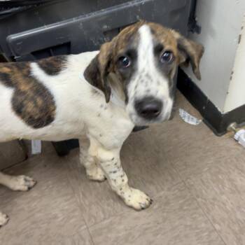 Nola -  Hound Dog for Adoption in Birmingham, Alabama - Nola | PetCurious