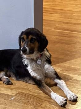 Rescue Beagle and Border Collie Dogs for Adoption in Barton, Vermont - Whopper | PetCurious