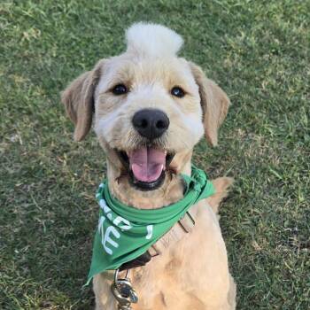 Poodle and Mixed Breed Dogs Available for Adoption in Lenoir, North Carolina - Pippin | PetCurious